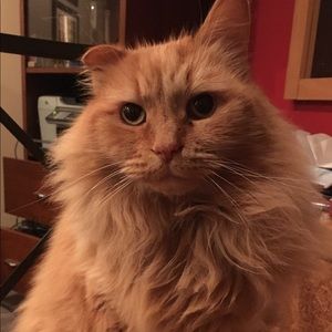 Meet your Posher, Lysandre